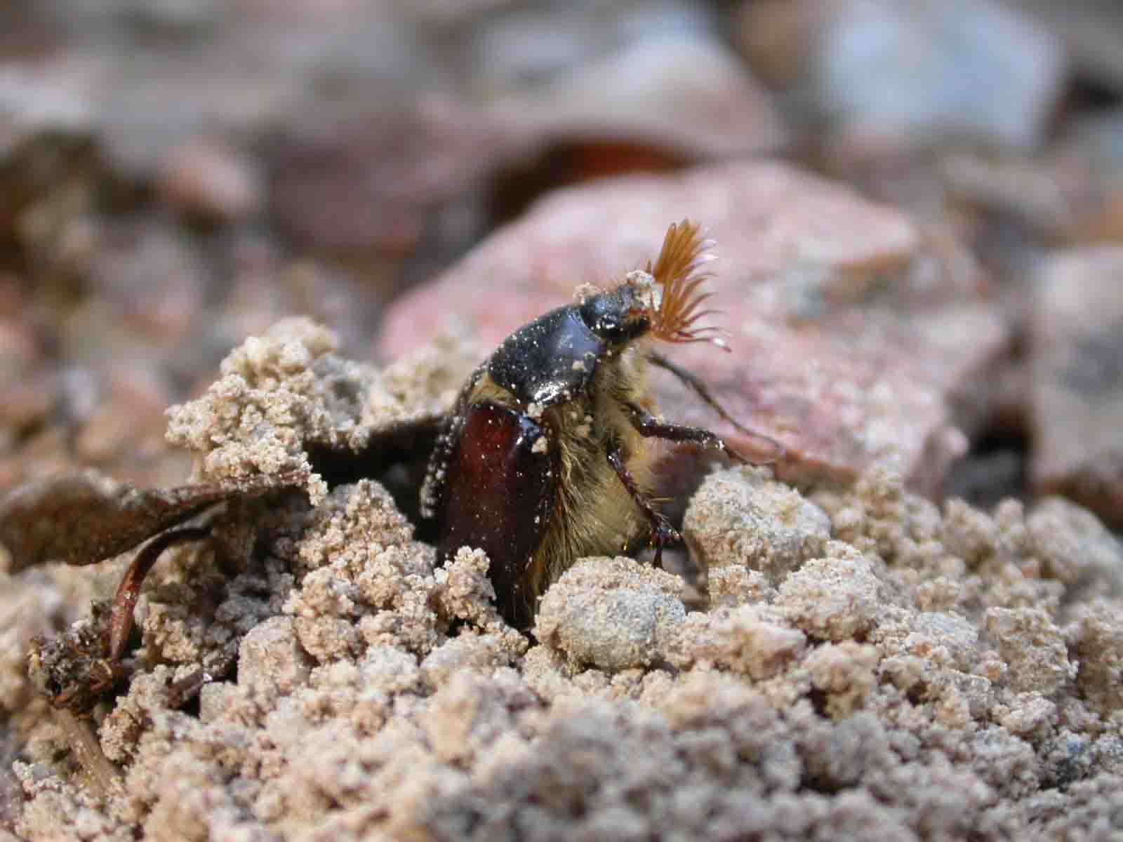 Elaphocera erichsoni